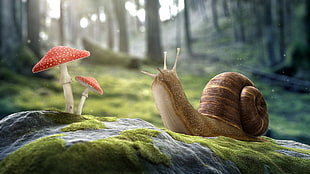 snail and mushroom illustration HD wallpaper