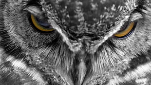 gray owl, animals, owl, feathers, closeup