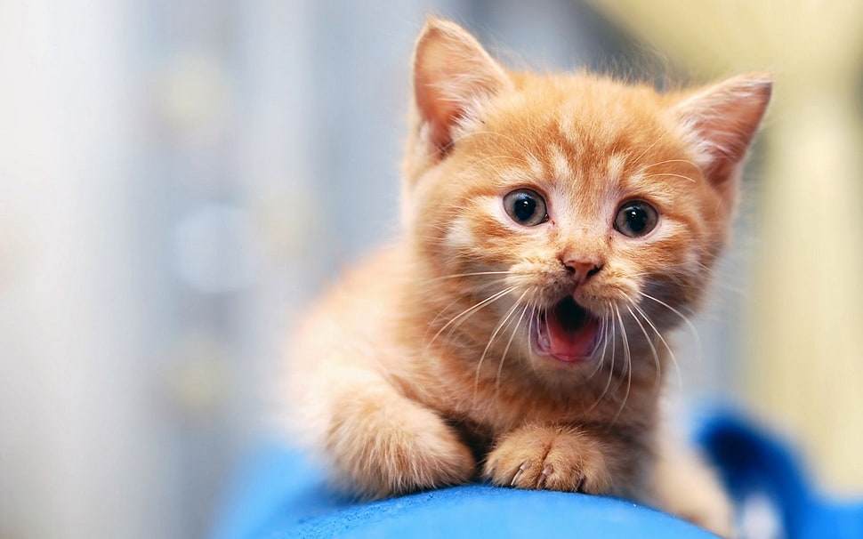 orange tabby kitten photo HD wallpaper