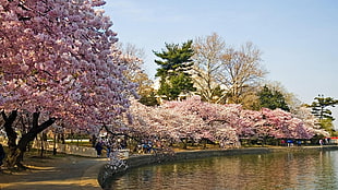 cherry blossom trees near body of water