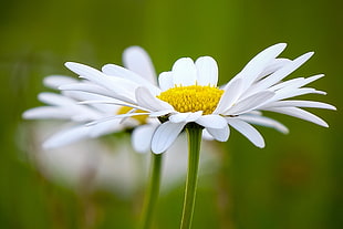 selective focus photo of white Daisy flower HD wallpaper