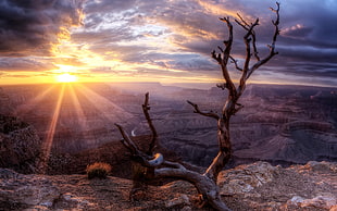 driftwood on mountain cliff during sunset, canyon, sunlight, trees, landscape