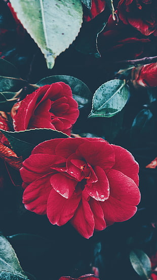 red rose, Flower, Bush, Red