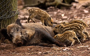wild boar with cubs during daytime