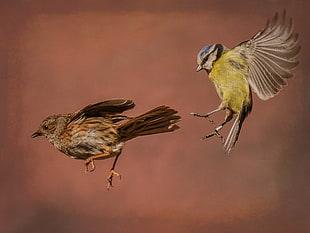 two birds in flight