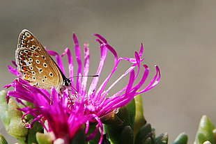purple Ice plant and Silver Studded butterfly in closeup photography HD wallpaper
