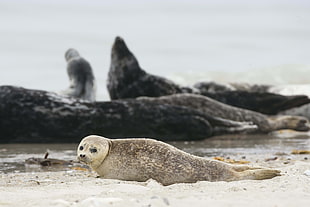 close up photo of seal near seashore and sea rocks
