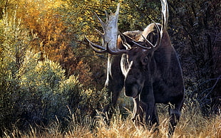 wildlife photography of Moose HD wallpaper