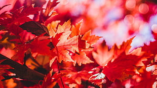 red maple leaf lot HD wallpaper
