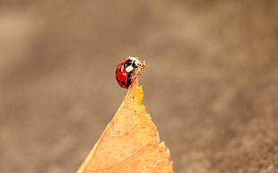 close up photo of ladybug on top of brown dried leaf