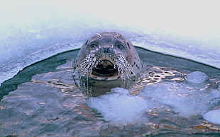 sea lion on water