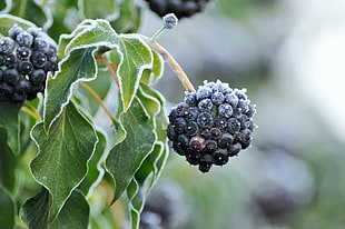 selective photo of purple round fruit with green leaves