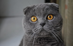 shallow focus photography of gray Persian cat