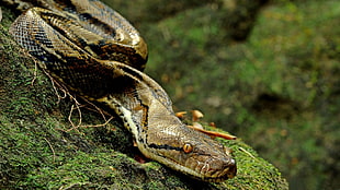 brown snake, snake HD wallpaper