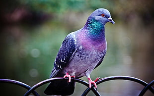 depth of field photography of purple pigeon perching on black metal surface