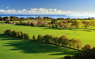 green leaf trees, grass