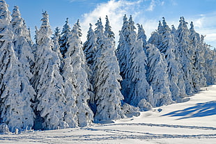 snow coated trees under blue sky
