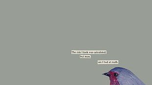 purple and maroon bird, text, mathematics, birds, humor