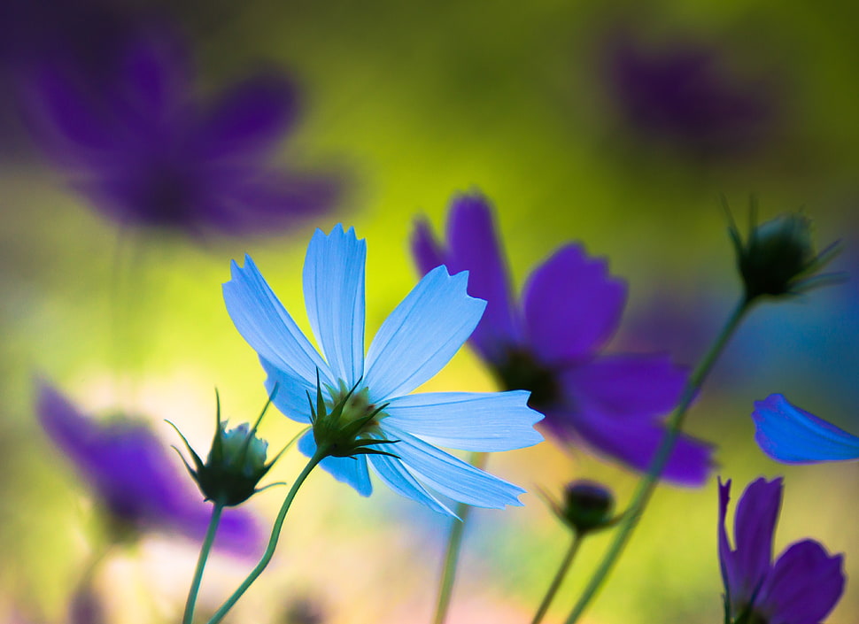 pselective photography of blue and purple cosmos flowers HD wallpaper