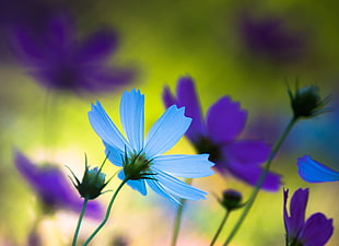 pselective photography of blue and purple cosmos flowers