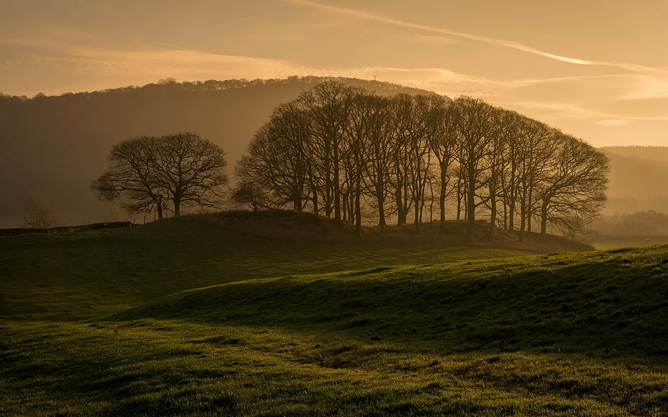 green grass field, nature, trees, forest, mist HD wallpaper