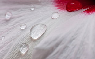 Petal,  Drops,  Dew HD wallpaper