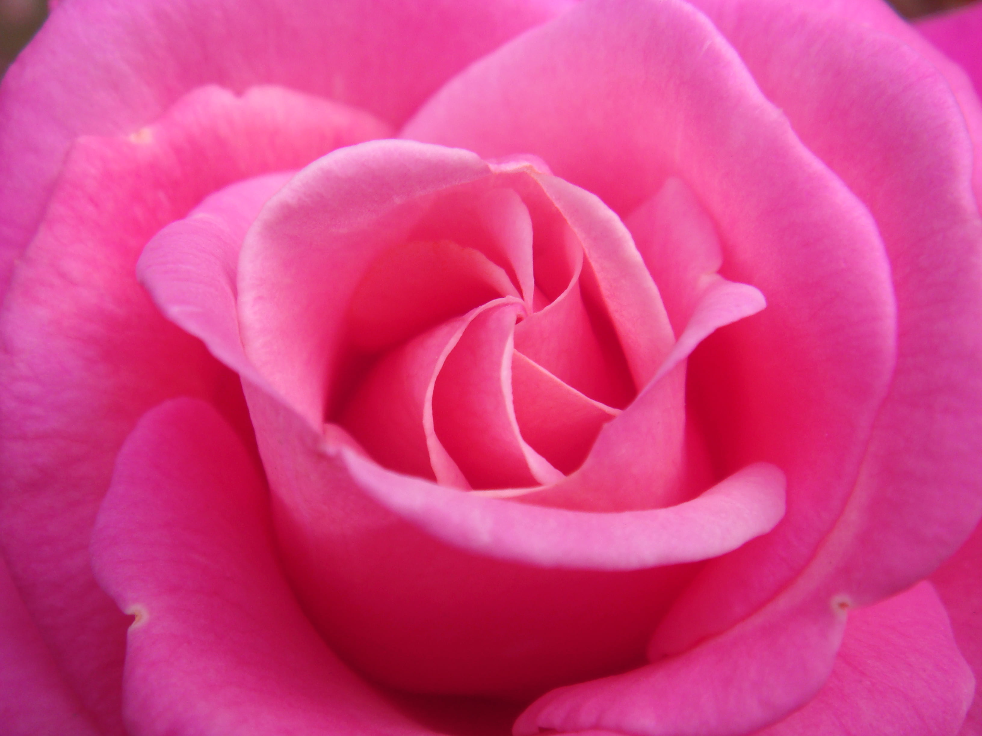 pink rose