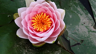 pink lotus HD wallpaper