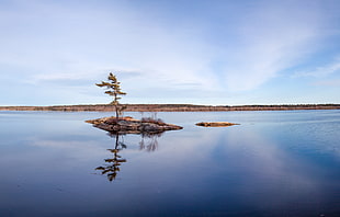 photography of tall tree on island surrounded by body of water, androscoggin