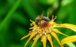 shallow focus on bee on top of sunflower