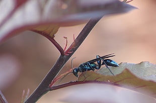 Blue Mud Dauber, Wasp, macro, untitled