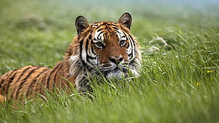 orange, white, and black tiger, animals, nature, tiger