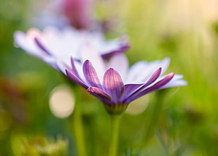 purple flower in tilt shift lens photography HD wallpaper