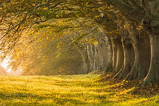 landscape of trees digital wallpaper, landscape