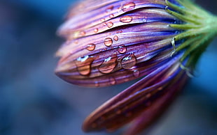 water drops on purple and beige striped flower
