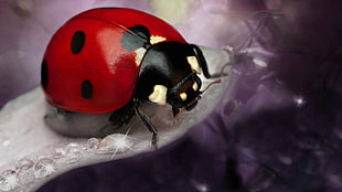 red and black bowling ball, ladybugs