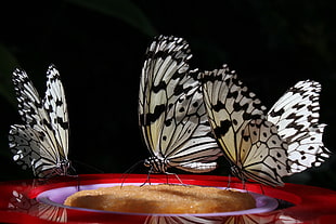 three gray-and-black Butterflies wllpaper