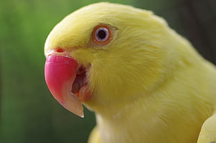 selective focus photography of yellow parrot