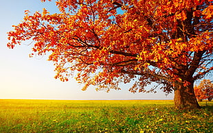 red leafed tree, fall, landscape, trees, field