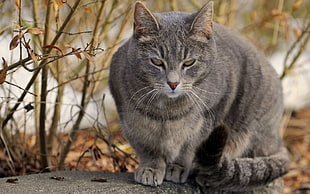 shallow focus photography of Adult gray cat