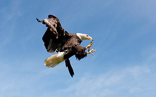 brown and white Bald Eagle flying with claws extended