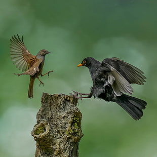 brown and black birds