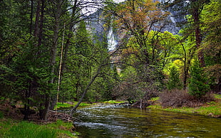 river surrounded of green plants and tress, yosemite national park