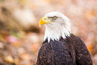 Bald Eagle close-up photo HD wallpaper
