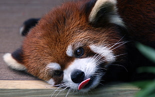 red panda, animals, red panda, nature, red HD wallpaper