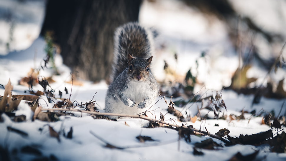 brown squirrel, animals, Pierre Lidar, squirrel, snow HD wallpaper