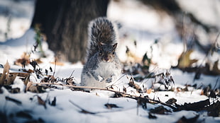 brown squirrel, animals, Pierre Lidar, squirrel, snow