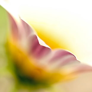 closeup photography of pink daisy HD wallpaper