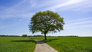 green tree during daytime