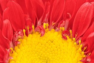 closeup photo of sunflower, aster, matsumoto HD wallpaper